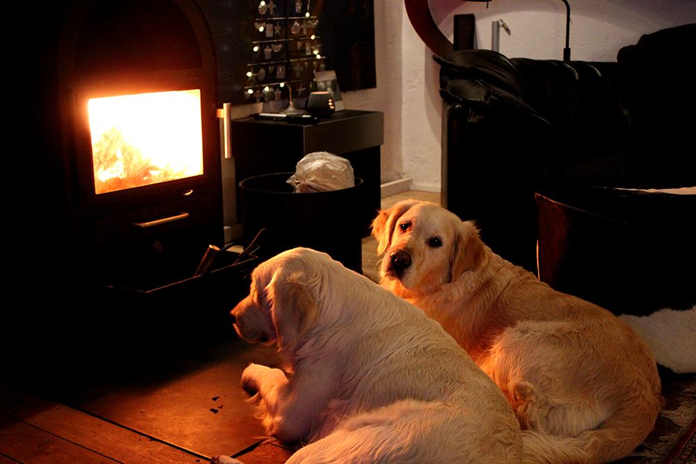 NEWLUCK Golden Retriever hvalpe