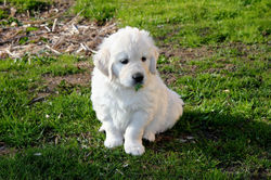 NEWLUCK Golden Retriever hvalpe