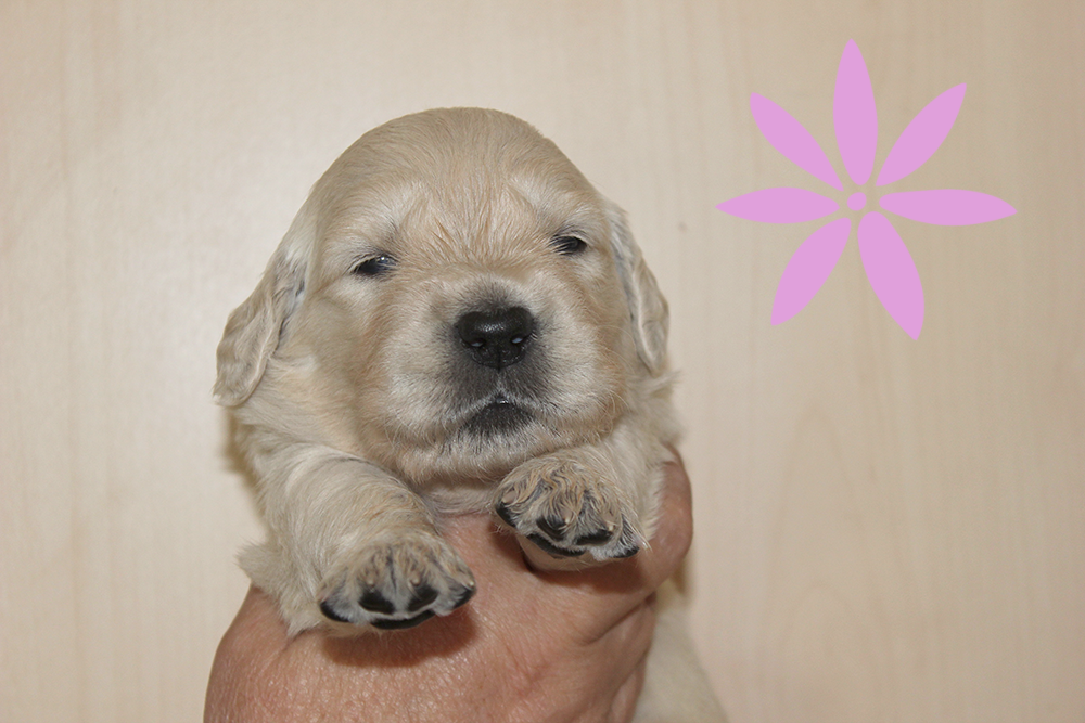 NEWLUCK Golden retrieverhvalpe FILHA