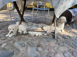 SENTA_BONUS H-kuld 2020