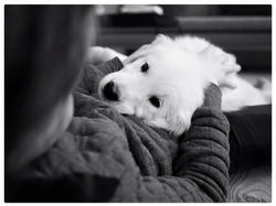 NEWLUCK Golden Retriever NIXON