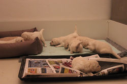 NEWLUCK Golden Retriever hvalpe