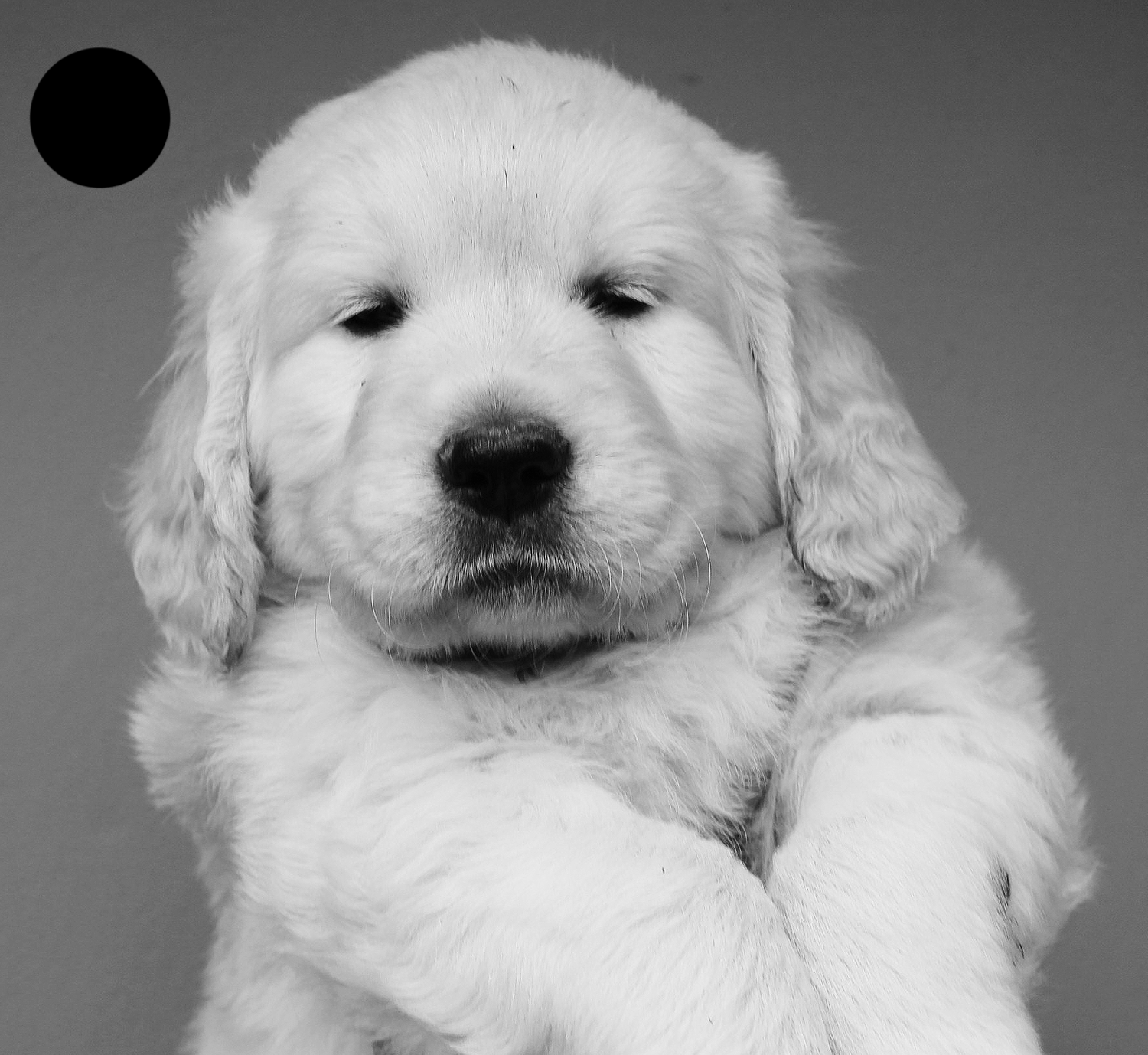 NEWLUCK Golden retrieverhvalpe FILHA