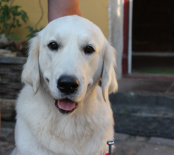 NEWLUCK Ocean Amber | FILHA