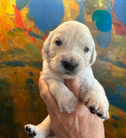 Golden retriever hvalpe efter NEWLUCK ISOLDE og JASPER