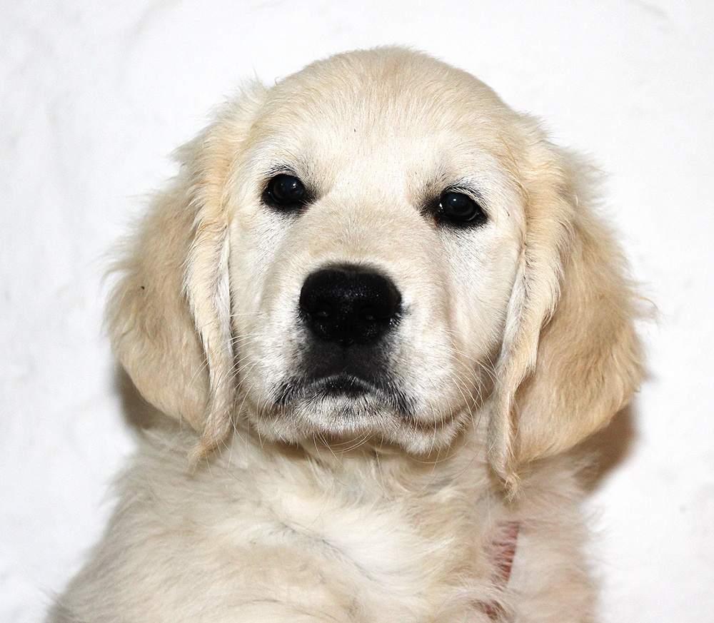 NEWLUCK golden retriever hvalpe
