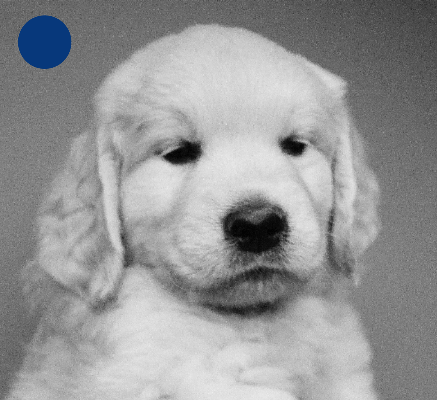 NEWLUCK Golden retrieverhvalpe FILHA