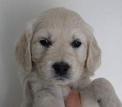 NEWLUCK hvalpe RUSALAN_hlaar_snemand