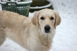 NEWLUCK Ocean Amber | FILHA