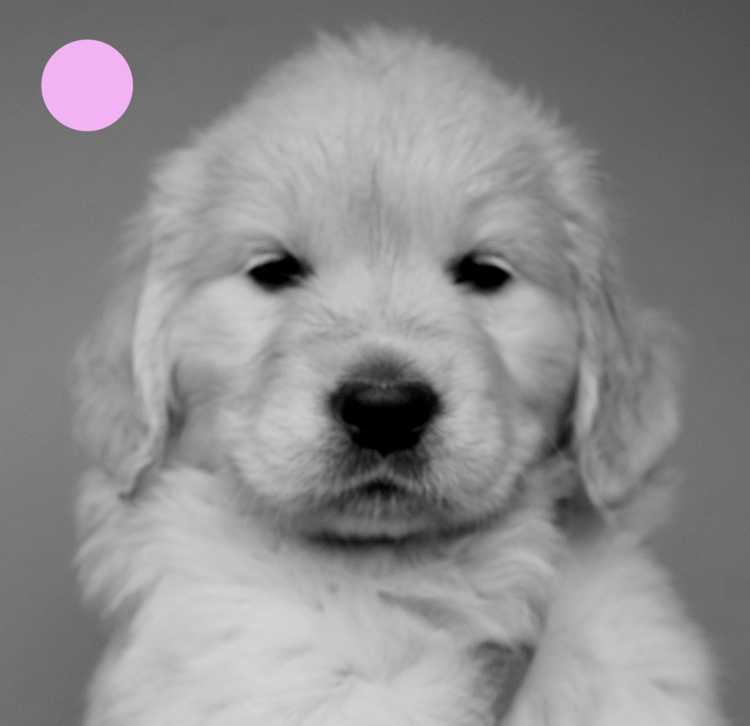 NEWLUCK Golden retrieverhvalpe FILHA