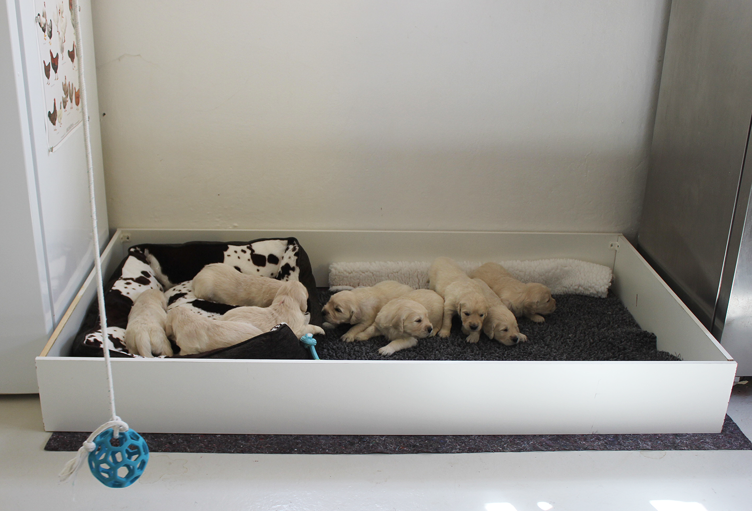 NEWLUCK Golden retrieverhvalpe FILHA