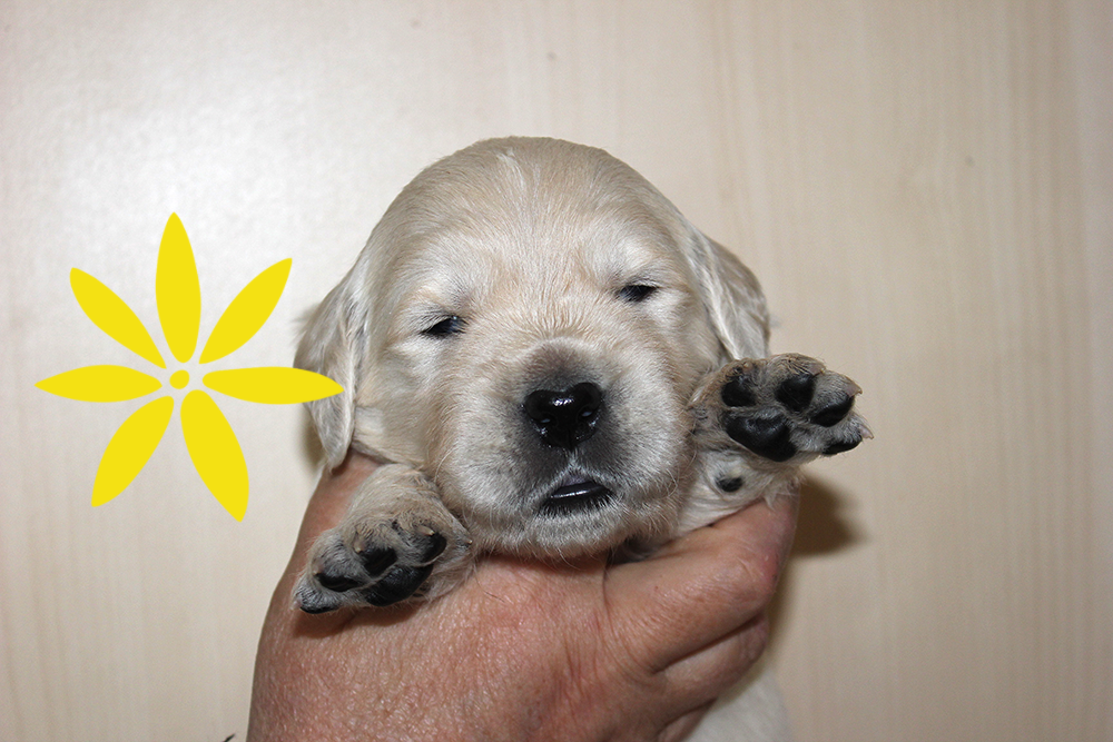NEWLUCK Golden retrieverhvalpe FILHA