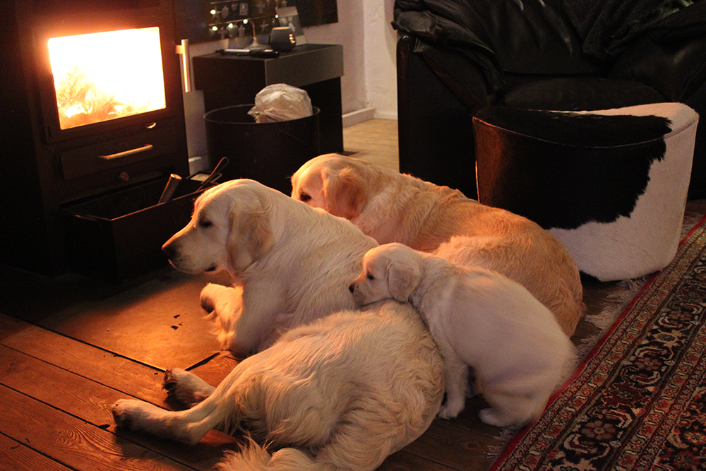 NEWLUCK Golden Retriever hvalpe