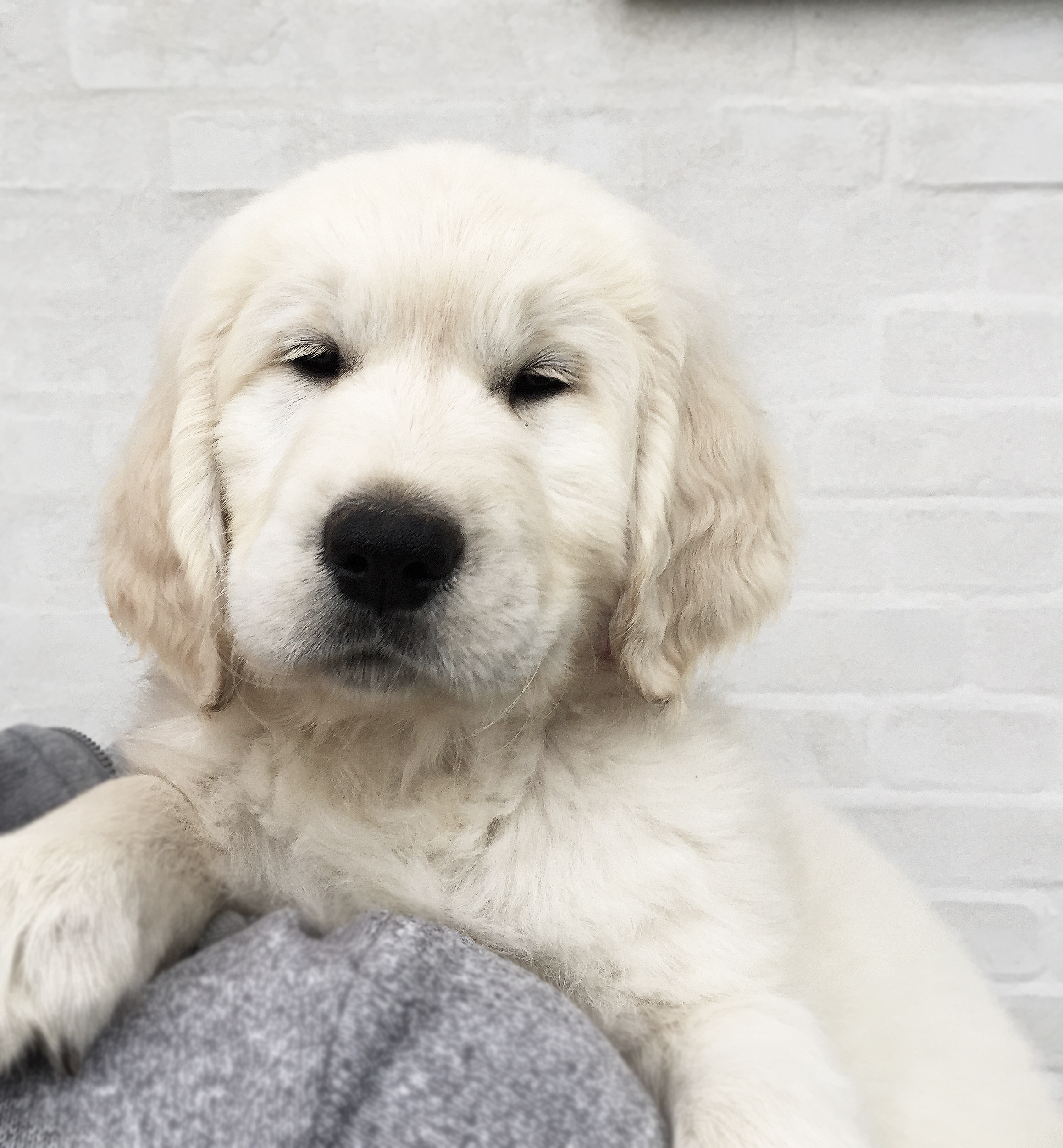 NEWLUCK golden retriever hvalpe
