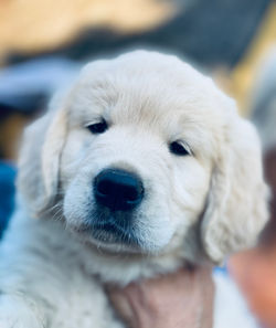 NEWLUCK Garden Party Mezzoforte