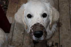 NEWLUCK Ocean Amber | FILHA