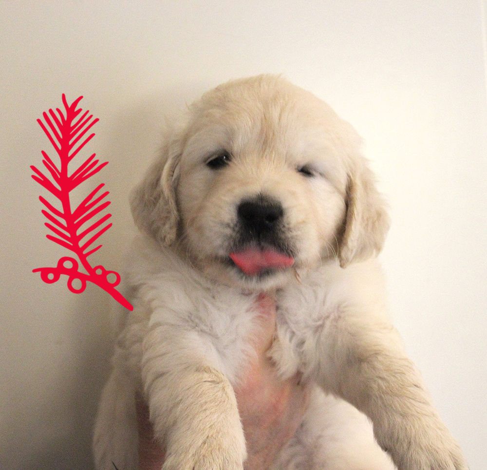 NEWLUCK Golden Retriever hvalpe