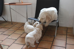 NEWLUCK golden retriever hvalpe