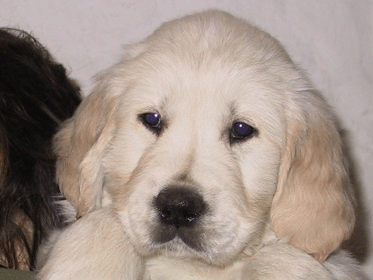 SOFUS