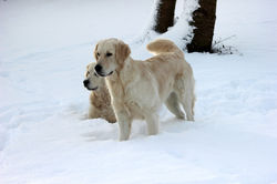 NEWLUCK Ocean Amber | FILHA