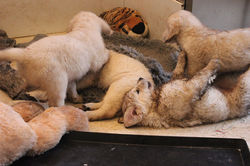 NEWLUCK Golden Retriever hvalpe