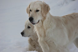 NEWLUCK Ocean Amber | FIlha_3097.JPG