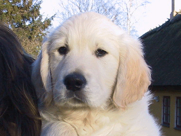 BUBIT