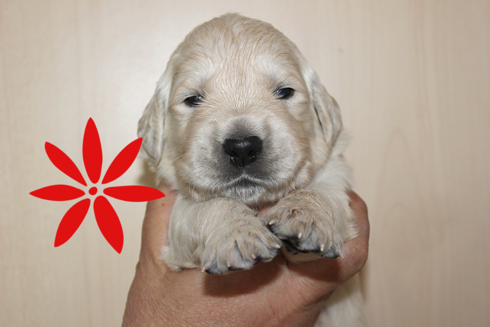 NEWLUCK Golden retrieverhvalpe FILHA
