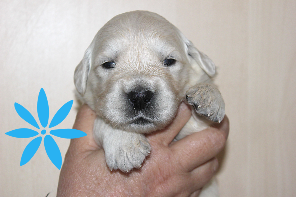 NEWLUCK Golden retrieverhvalpe FILHA