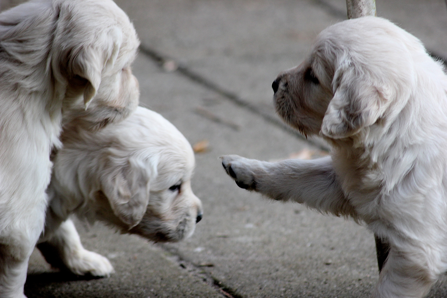 NEWLUCK Golden retrieverhvalpe FILHA