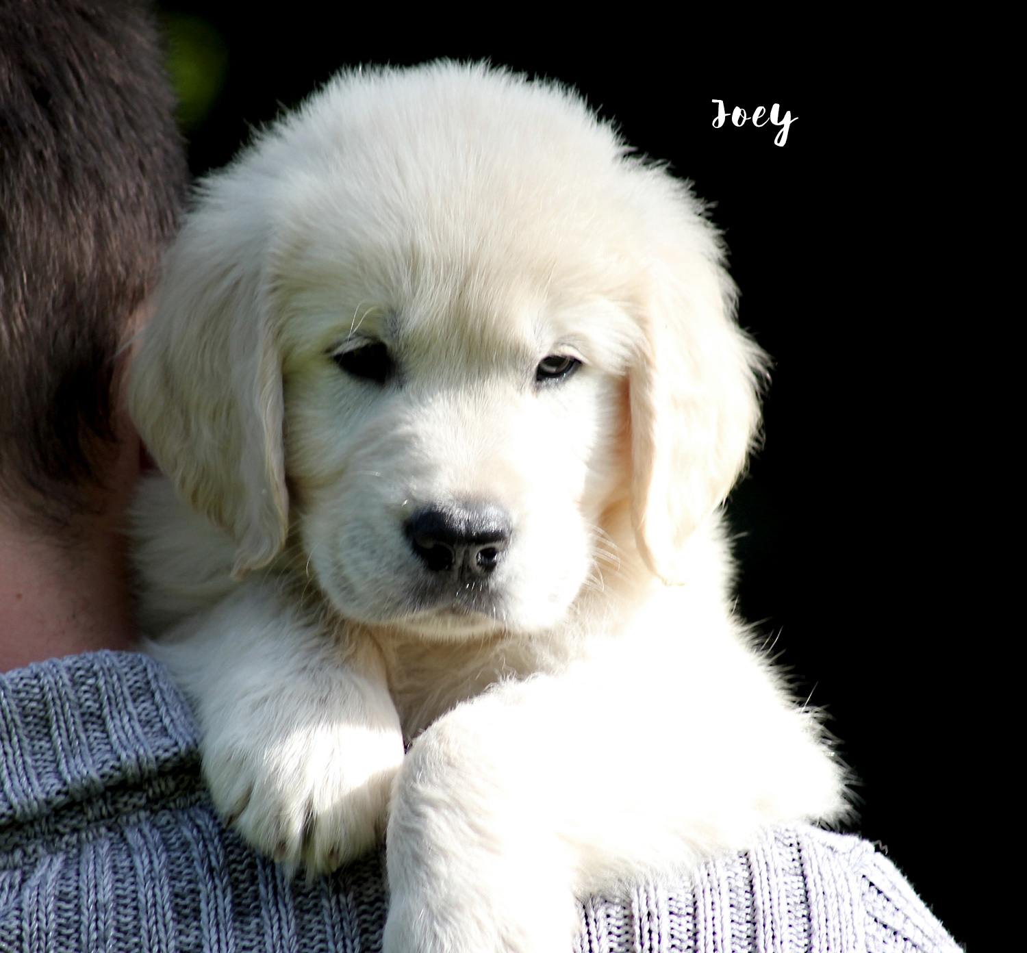 TOSCA_JOEY