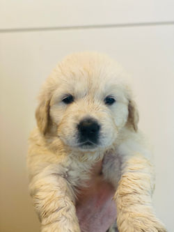 NEWLUCK CARMEN & BONUS 2022 (M-KULD)