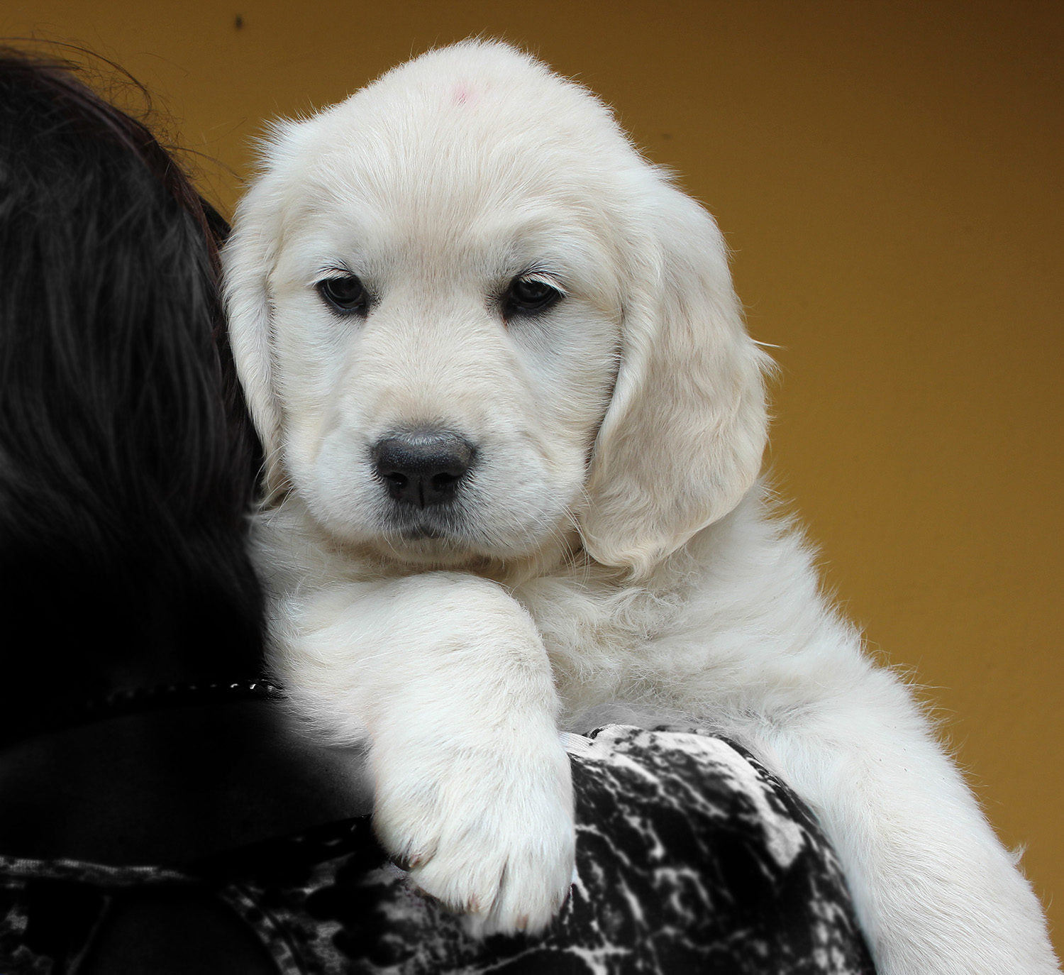 NEWLUCK golden retriever hvalpe