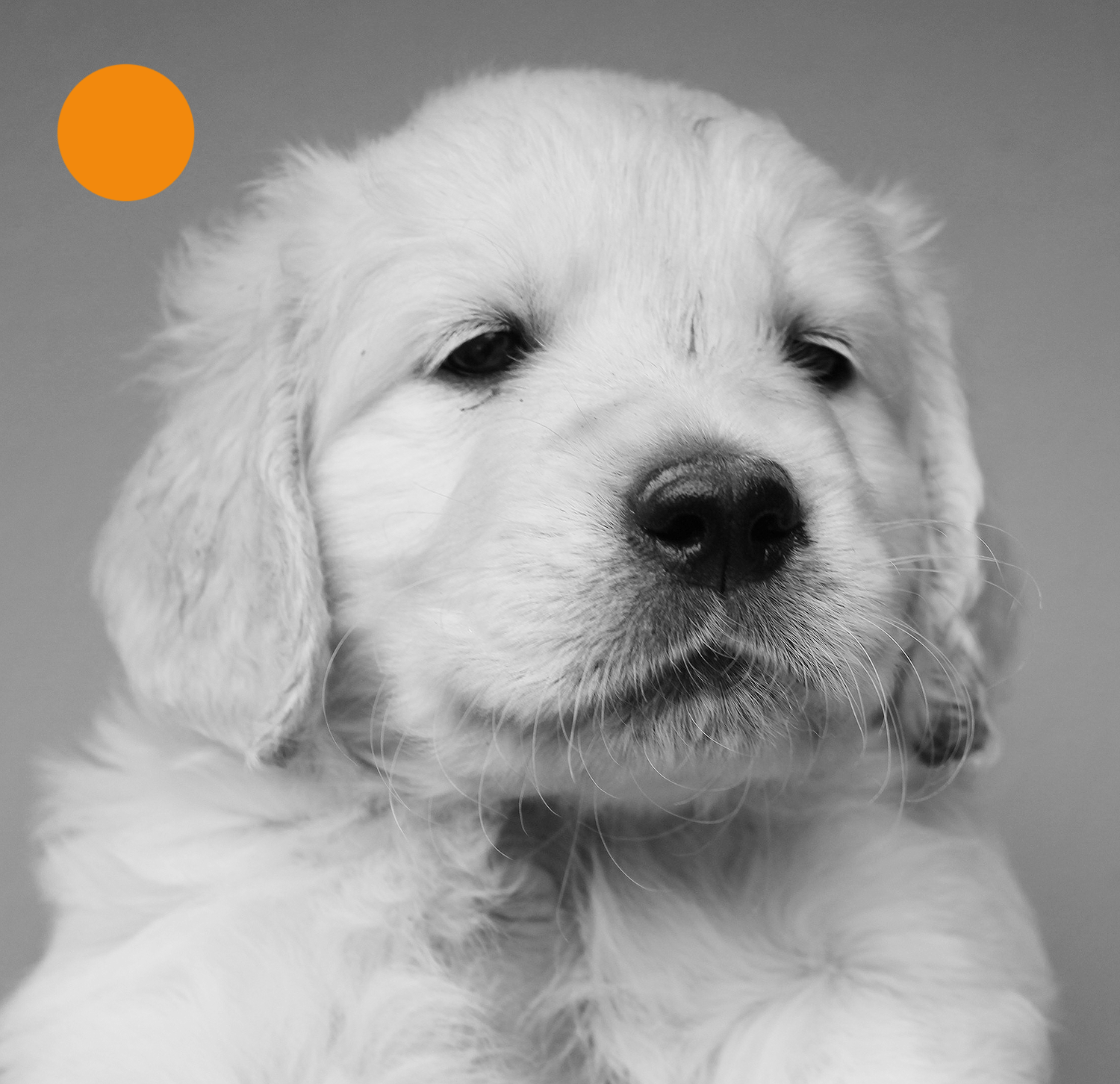 NEWLUCK Golden retrieverhvalpe FILHA