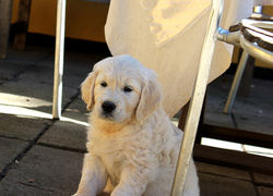 NEWLUCK hvalpe RUSALKA/CHAOS