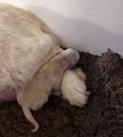 O-KULD SENTA & INDY 2023