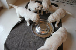 NEWLUCK golden retriever hvalpe