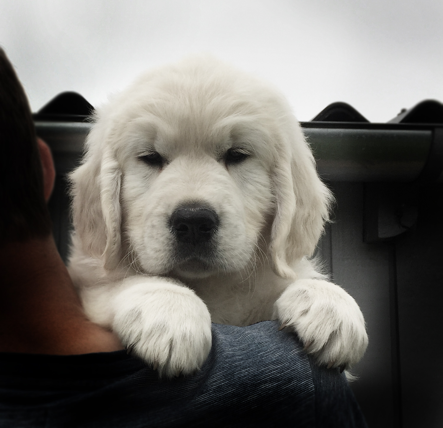 NEWLUCK golden retriever hvalpe