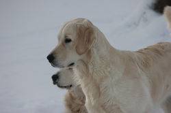 NEWLUCK Ocean Amber | FILHA