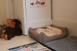 NEWLUCK golden retriever hvalpe