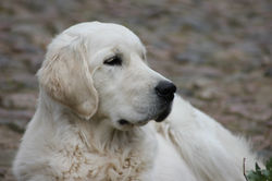 NEWLUCK Ocean Amber | FILHA