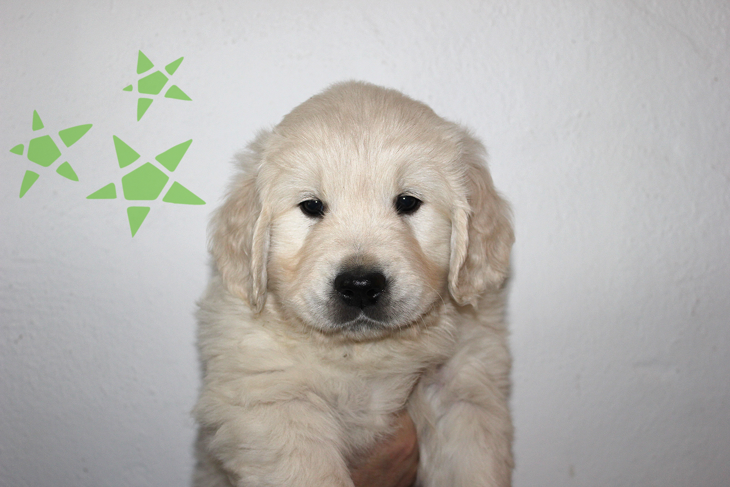 NEWLUCK Golden Retriever hvalpe