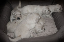 NEWLUCK golden retriever hvalpe