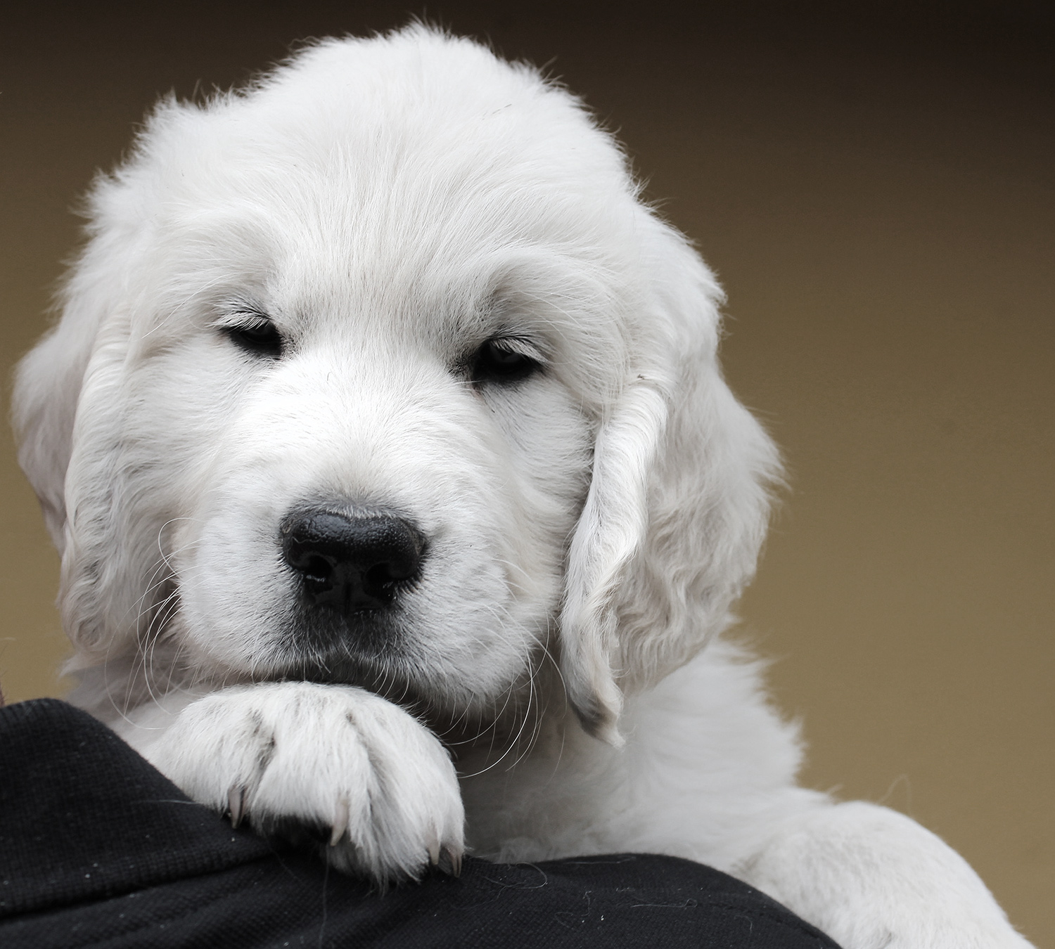 NEWLUCK golden retriever hvalpe