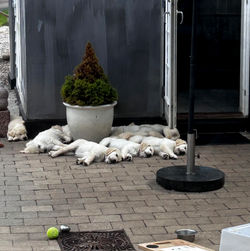 NEWLUCK hvalpe efter AIDA & INDY 2023