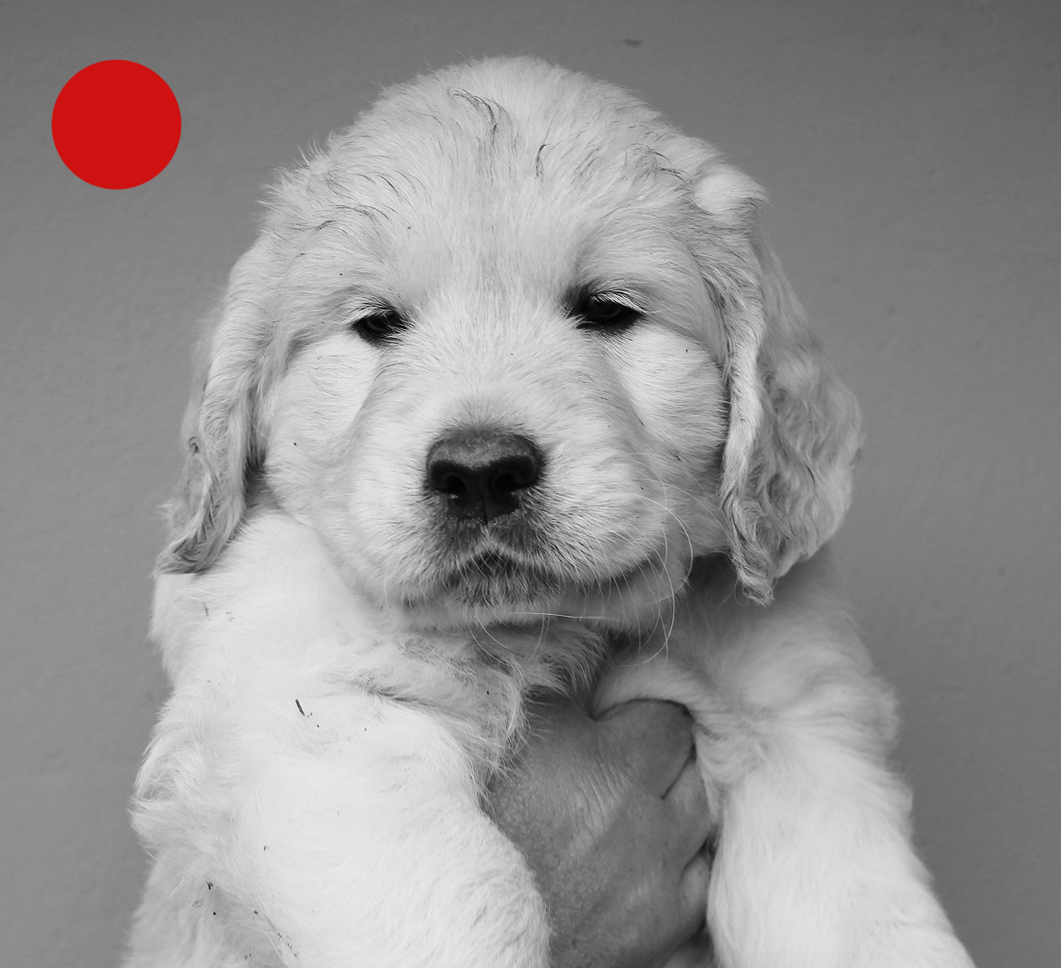 NEWLUCK Golden retrieverhvalpe FILHA