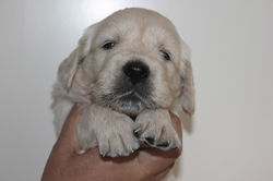 NEWLUCK hvalpe RUSALKA/CHAOS