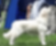 Golden retriever avlshan JASPER