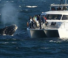 Whale watching in Hermanus, South Africa