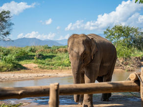 Ethical elephant sanctuaries in Thailand may not meet welfare standards